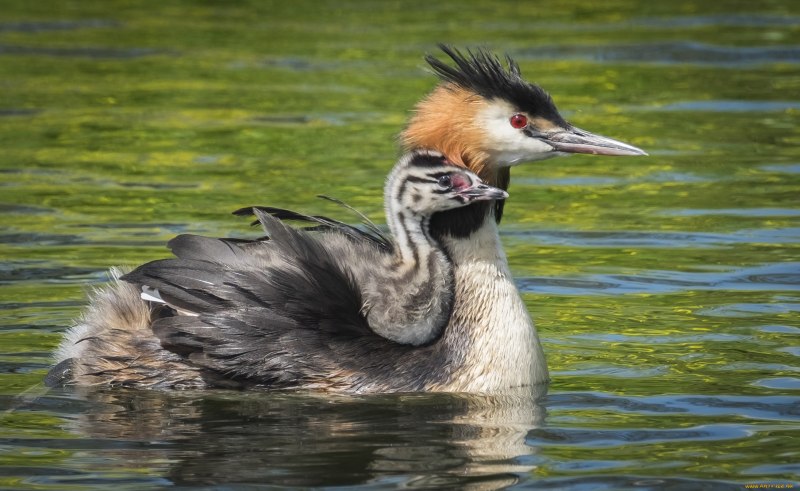 Черношейная поганка Podiceps nigricollis