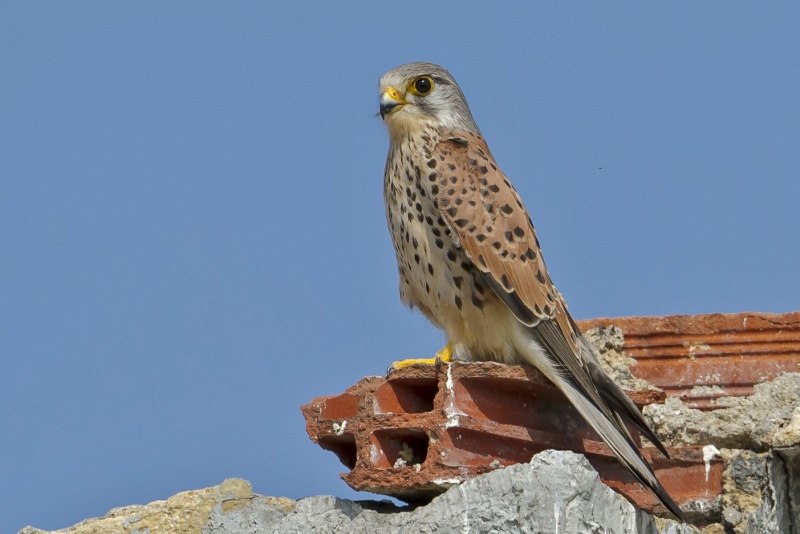 Falco moluccensis