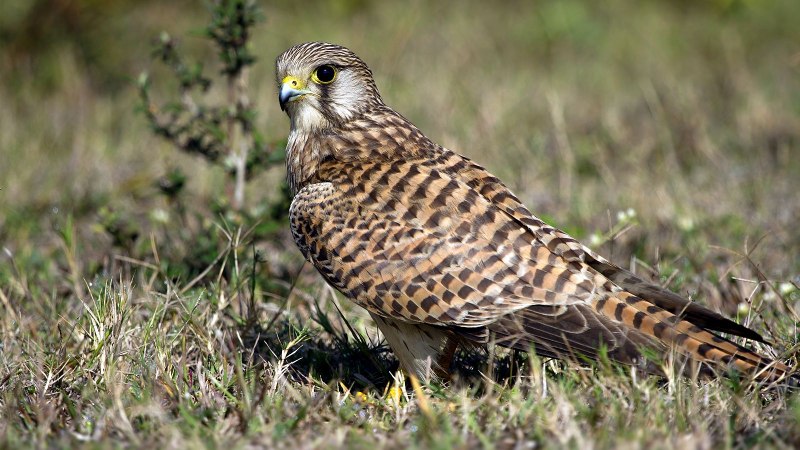 Julian Kestrel