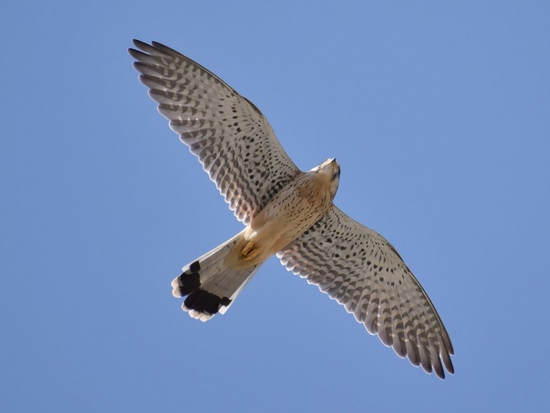 Greater Kestrel