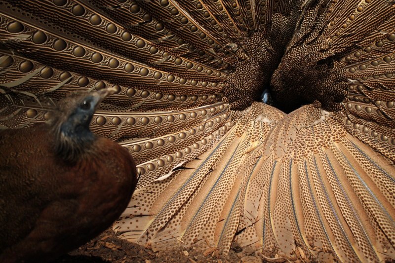 Фазан Аргус argusianus Argus