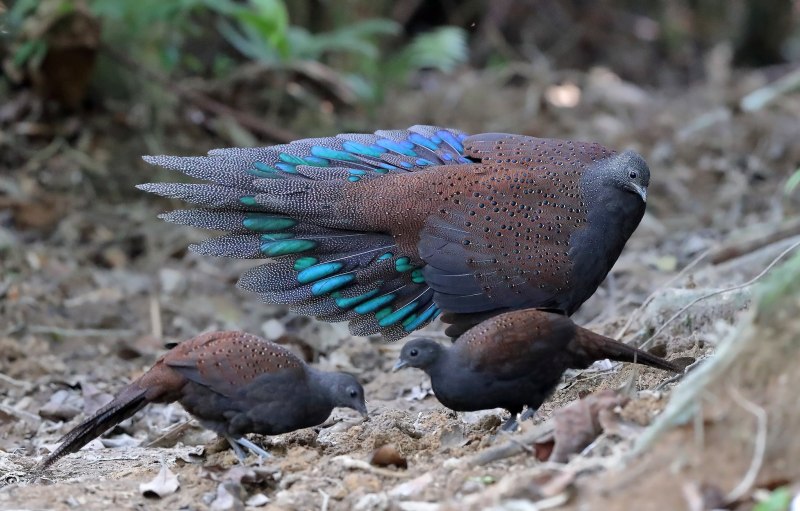 Павлиний фазан (Polyplectron bicalcaratum)