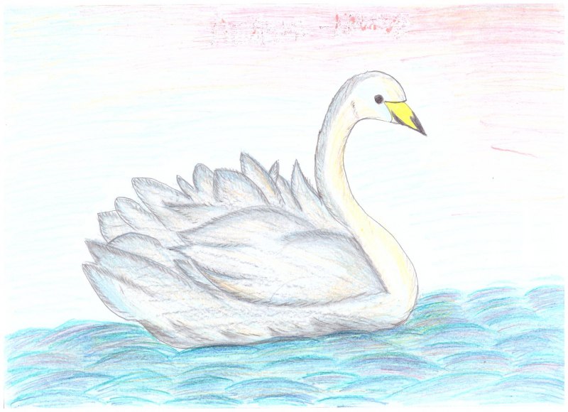 Лебедь кликун нарисовать