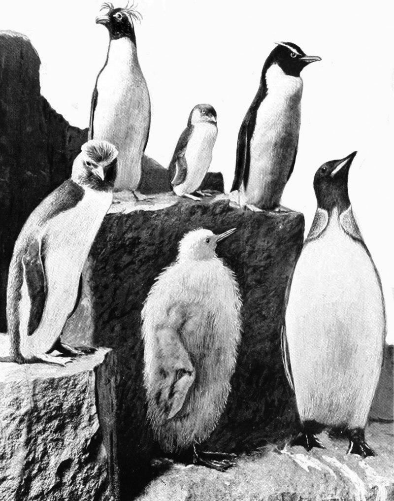 Пингвины рисунки профессиональные