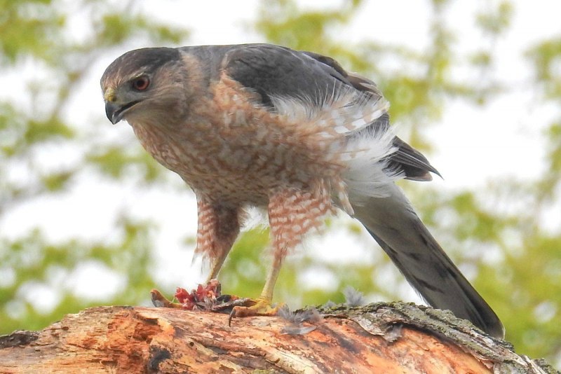Ястреб - тетеревятник (Accipiter gentilis)
