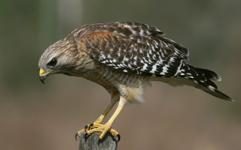 Red tailed Hawk