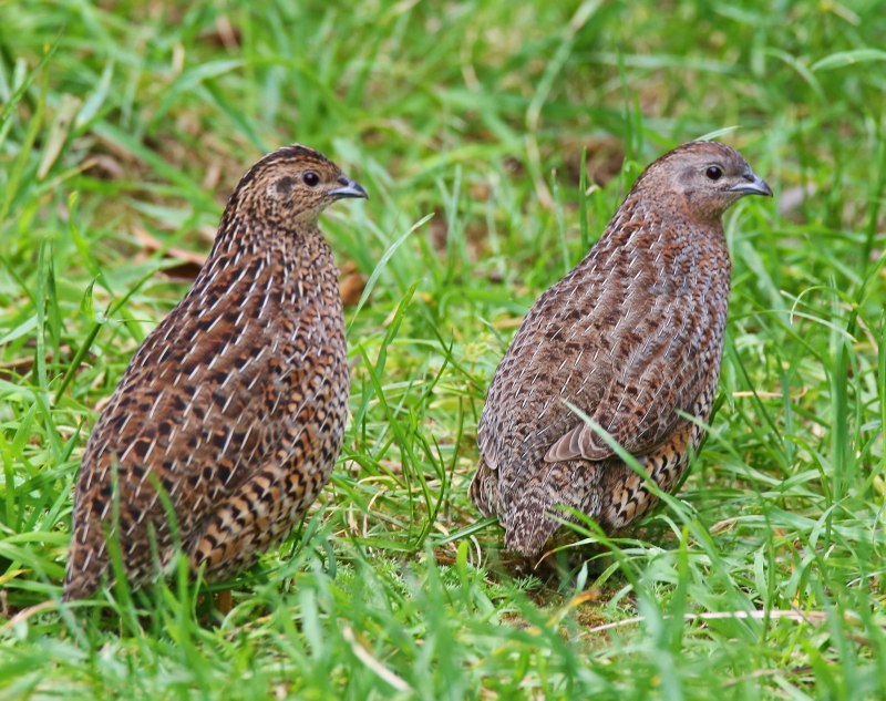 Coturnix ypsilophora