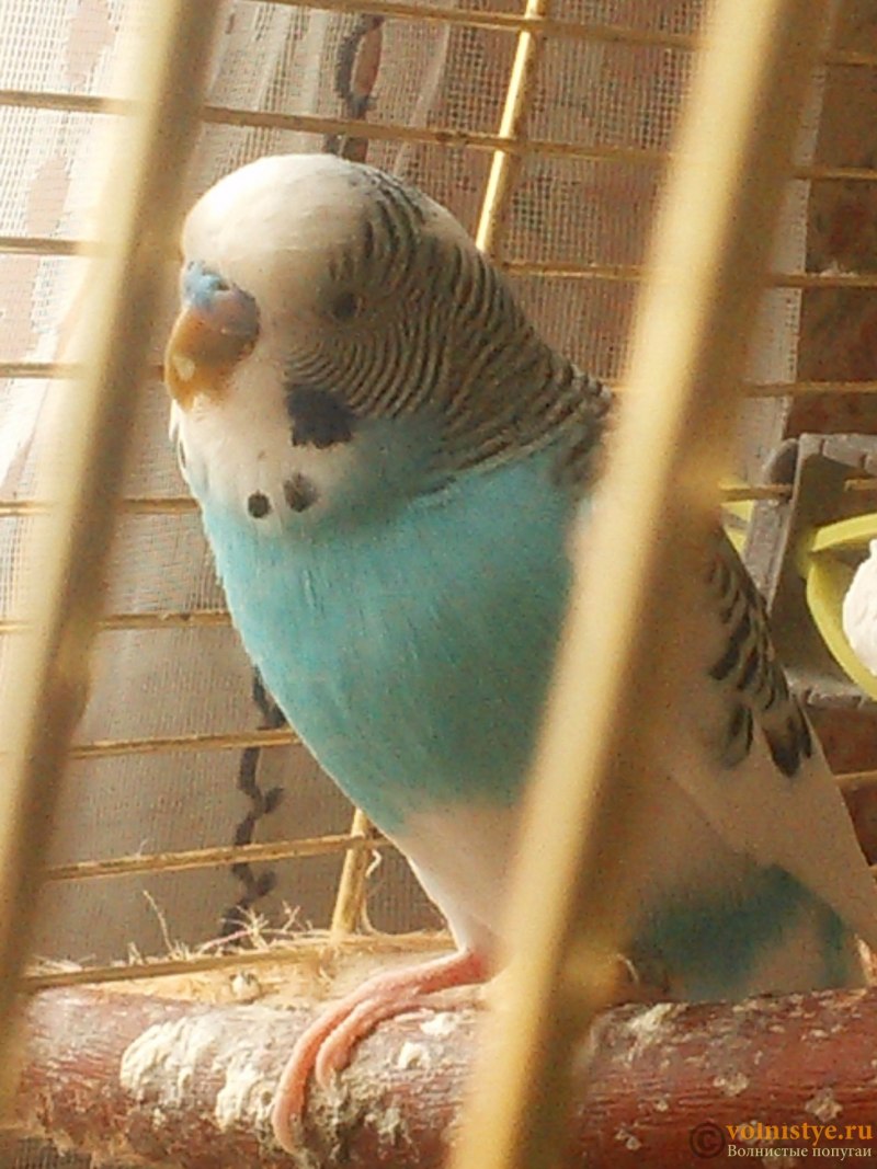 Нежный попугай Budgies_ 8