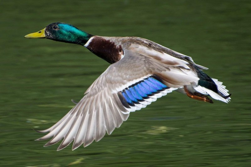 Маллард» / Mallard