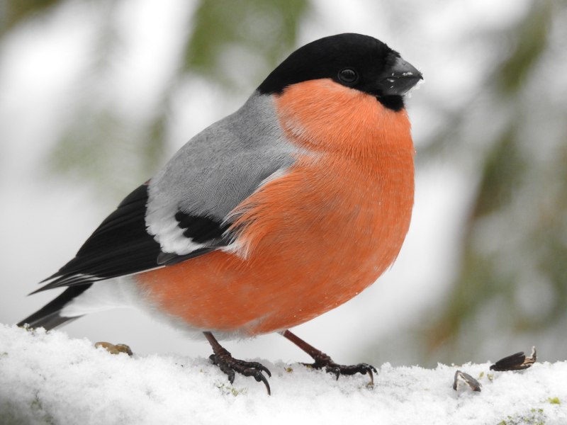 Pyrrhula coccinea