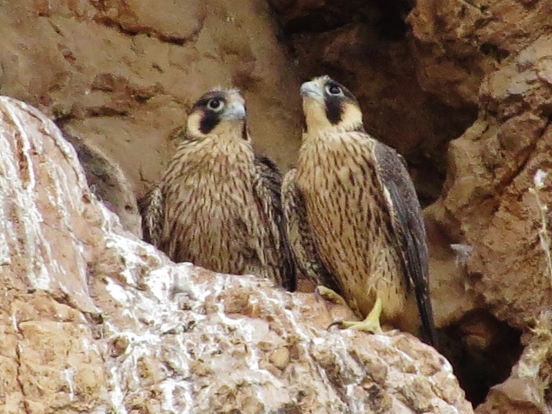 Falco peregrinus птенец