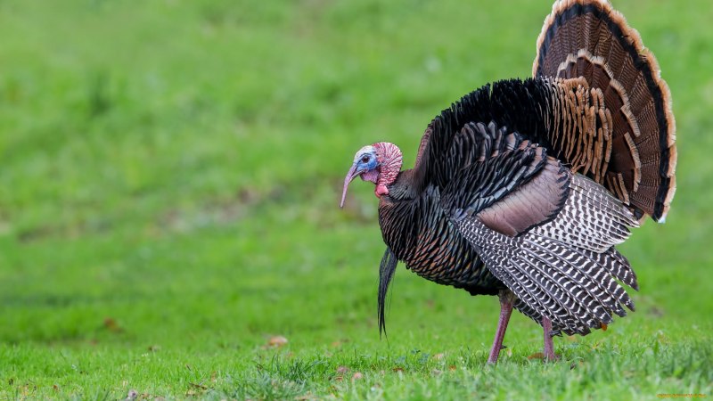 Meleagris gallopavo