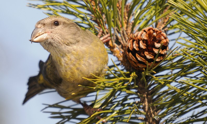 Клёст-Сосновик Loxia pytyopsittacus