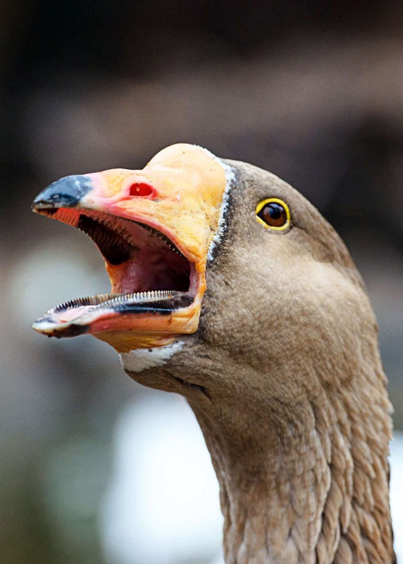 Зубы гуся