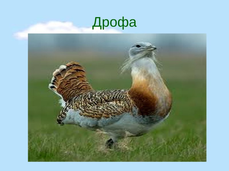 Дрофа животное степи
