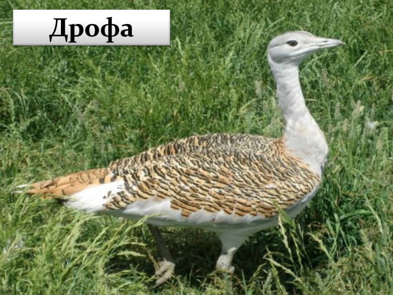 Дрофа красная книга Ростовской области