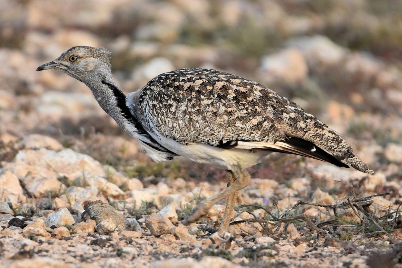 Chlamydotis undulata