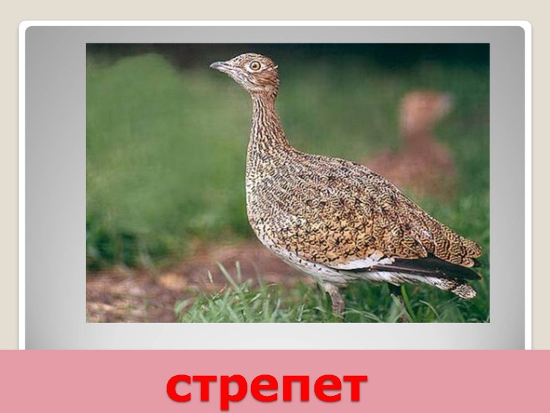 Дрофа и Стрепет