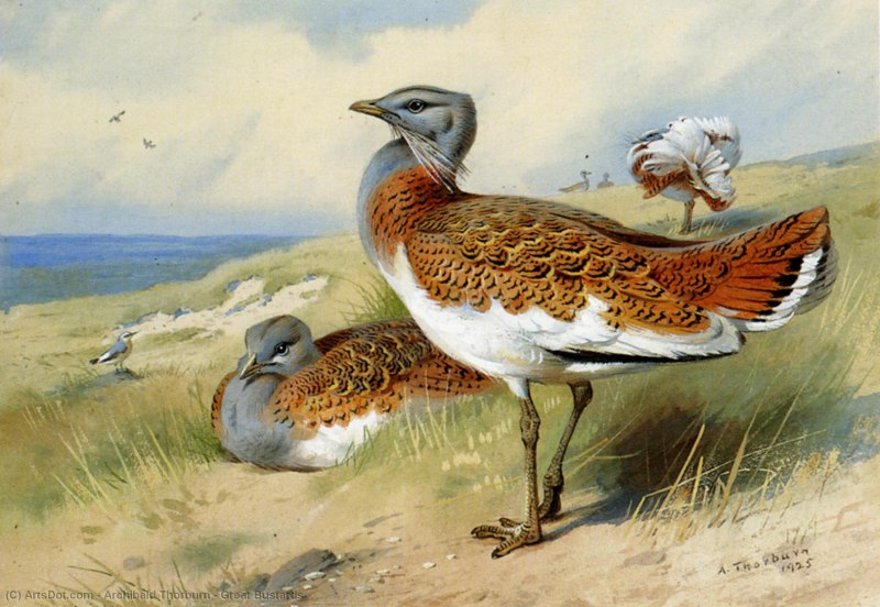 Арчибальд Торберн (Archibald Thorburn 1860 - 1935 г.г.)