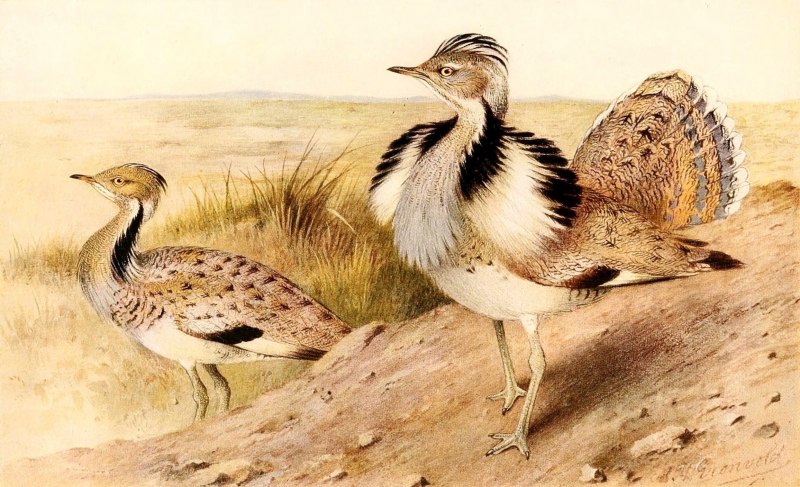 Дрофа-красотка (chlamydotis macqueenii)