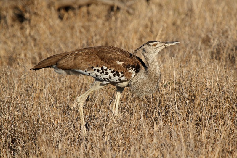 Houbara Bustard