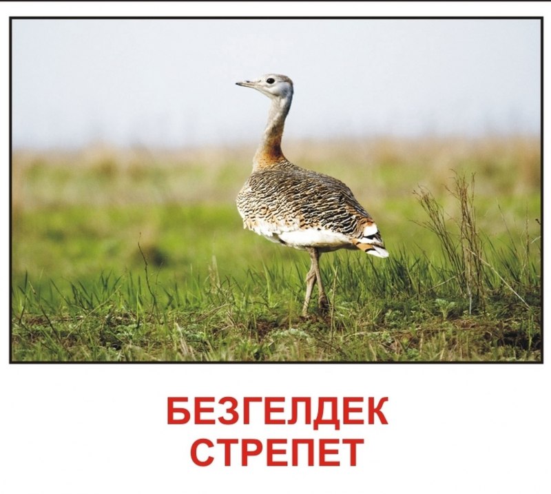 ЮАР Дрофа кори