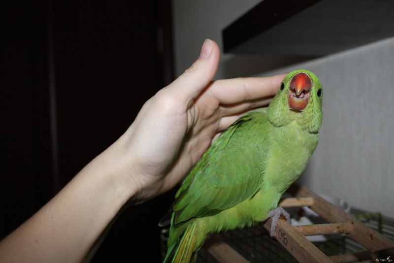 Приручение ожерелового попугая (48 фото)