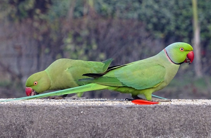 Ringneck Parrot