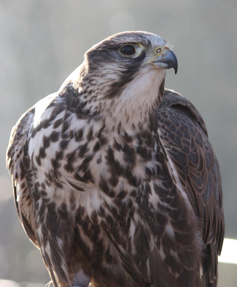 Балобан Falco cherrug