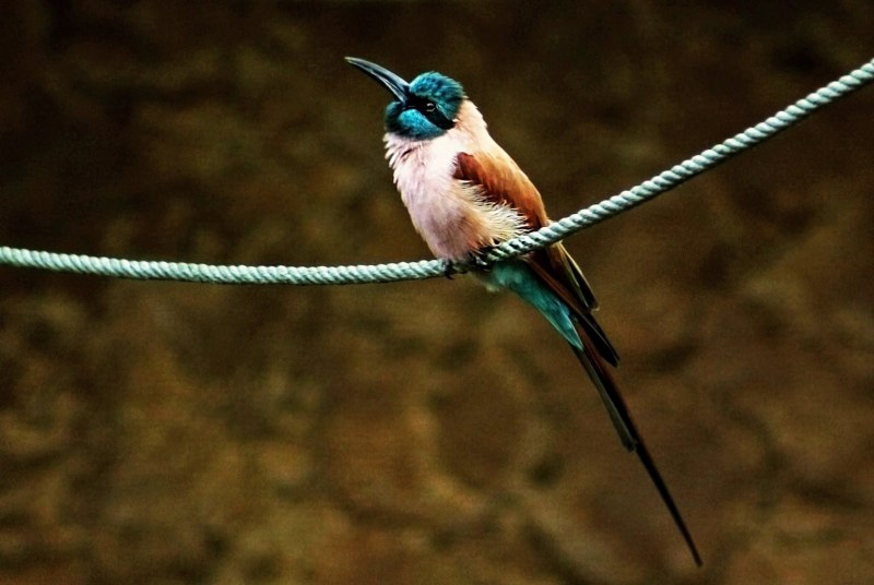 European Bee-Eater - merops apiaster