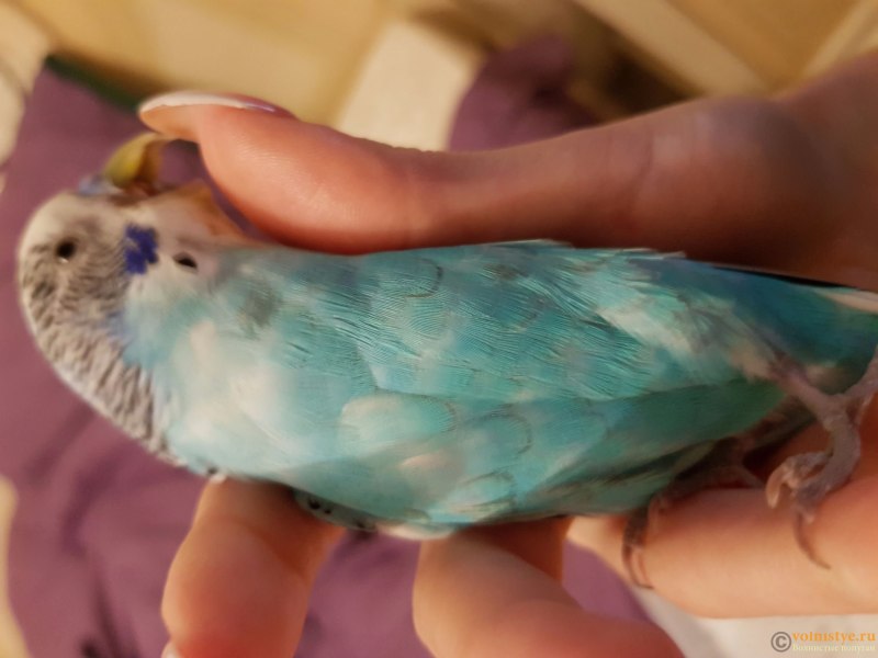 Перьевой клещ у кореллы