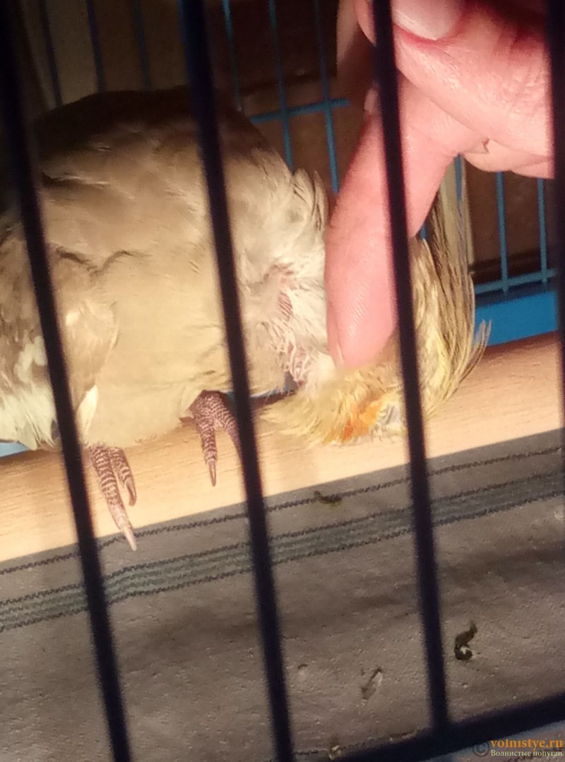 Попуг с ушками котика