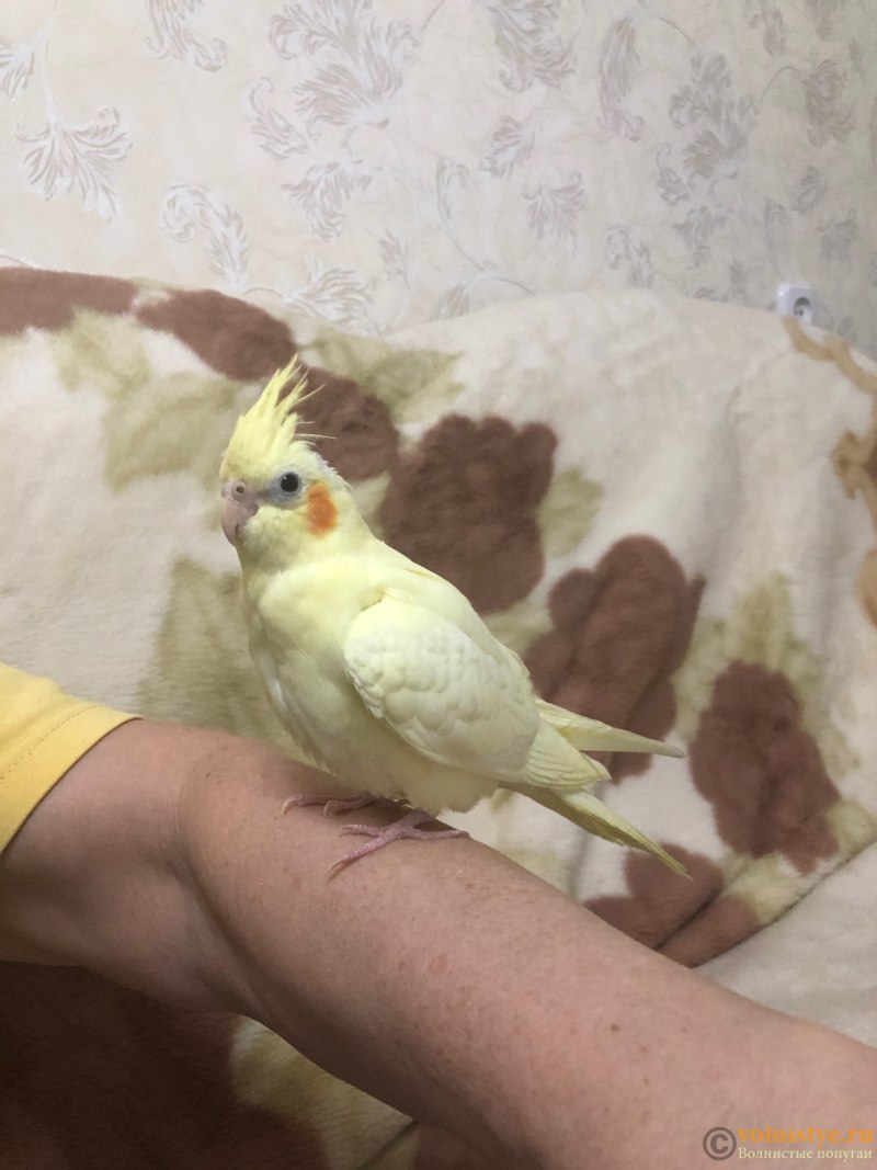 Корелла Оптима