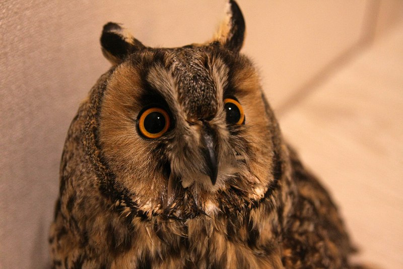 ASIO Otus (Captive)
