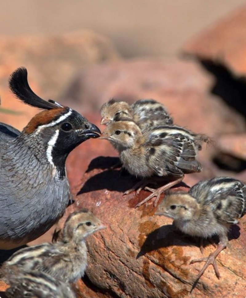 Coturnix Coturnix