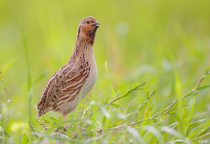 Перепел обыкновенный Coturnix Coturnix