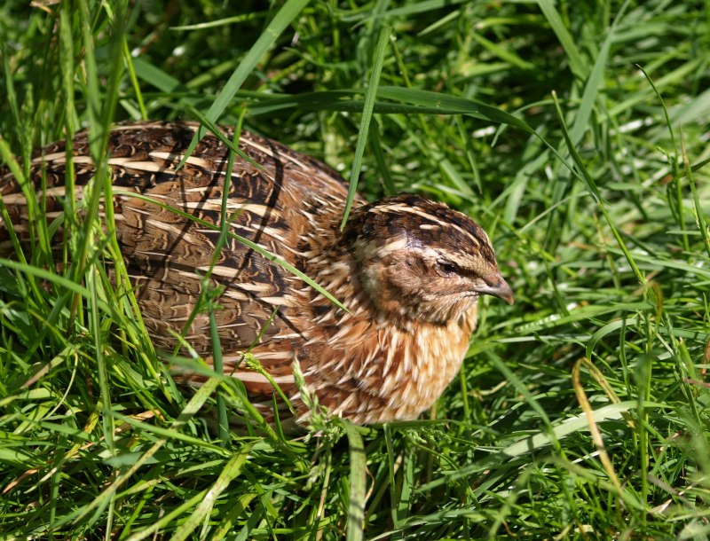 Перепел Coturnix Coturnix