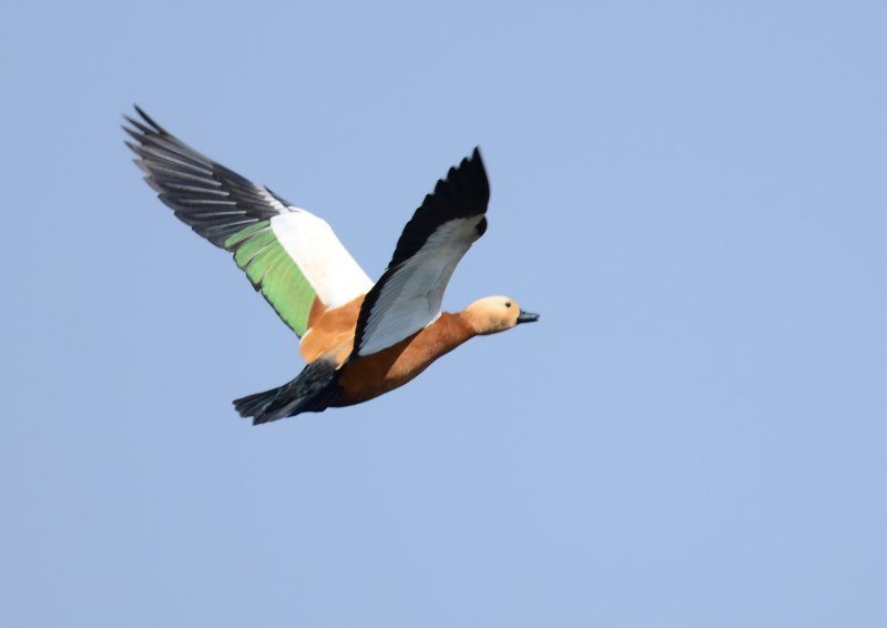 Атлантический тупик (Fratercula Arctica)