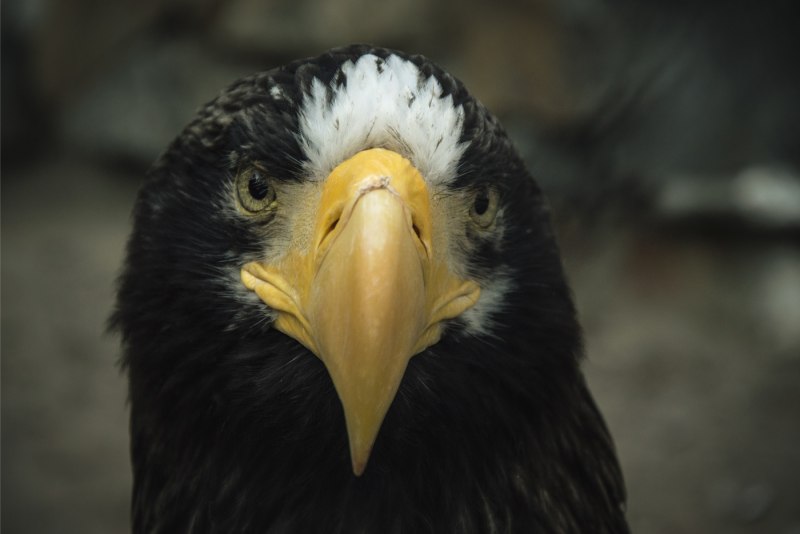 Орлан белоплечий Тихоокеанский (Haliaeetus pelagicus)