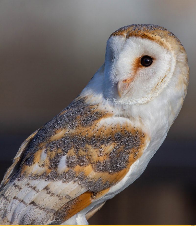 Where are Owls Barn Owls Owl Barn Owl description photo content at Home
