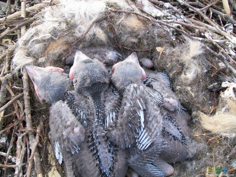 Домашняя серая ворона