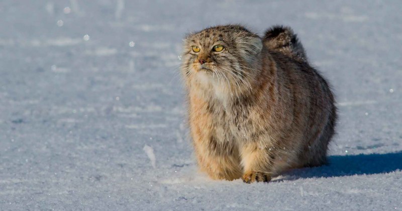 Среднерусская белая куропатка lagopus lagopus rossicus