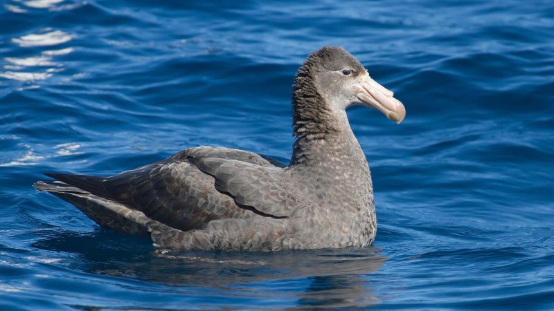 Puffinus griseus серый Буревестник