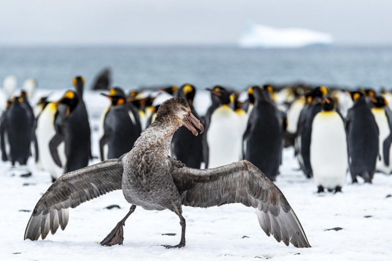 Southern giant Petrel