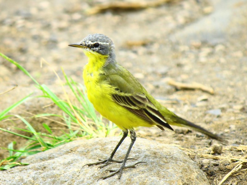 Eastern Yellow Wagtail