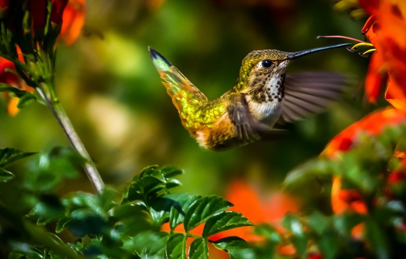 Колибри trochilidae
