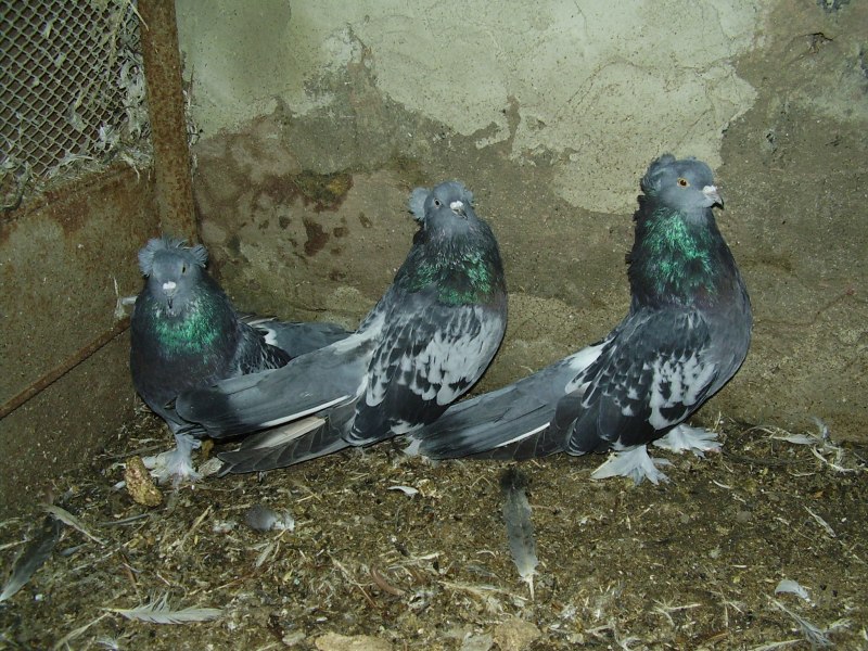 Голуби Кировоградские белые