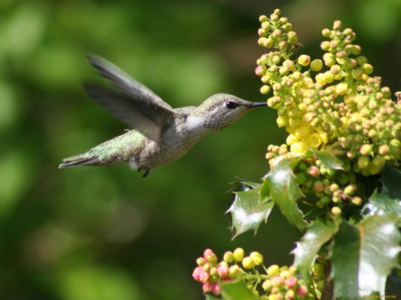 Птица Chiffchaff