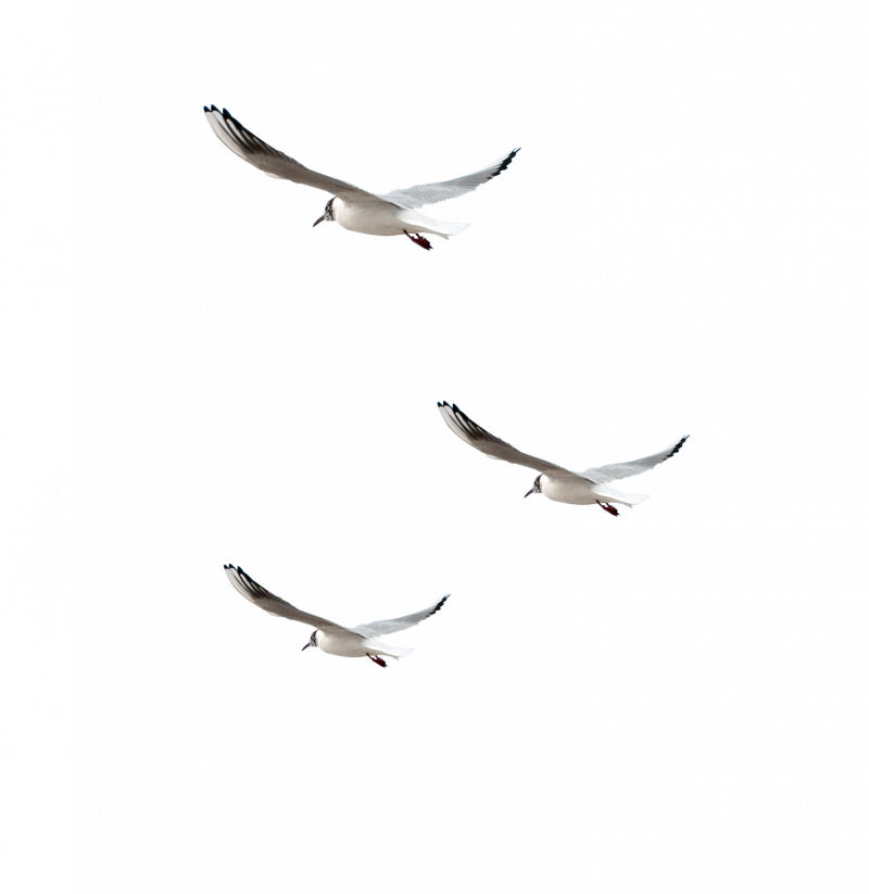 Чайки без фона для фотошопа