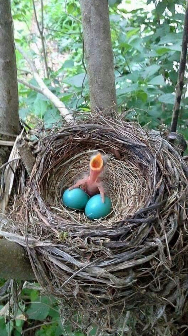 Turdus philomelos яйца